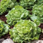 Lettuce Seeds – Tom Thumb