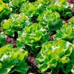 Lettuce Seeds – Unrivalled