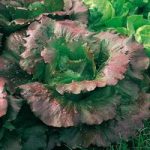 Lettuce (Organic) Seeds – Relay