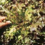 Lettuce Seeds – Red Salad Bowl