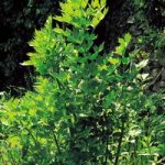 Herb (Organic) Seeds – Lovage