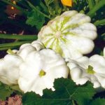 Marrow/Squash Patty Pan (Organic) Seeds – Custard White