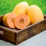 Melon Seeds – Mangomel F1