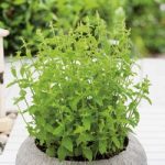 Herb Plant – Mint Strawberry