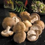 Mushroom Windowsill Kit – Shiitake