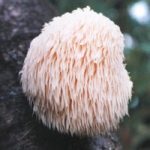 Mushroom Plugs – Lion’s Mane Mushrooms – 30 spawn plugs