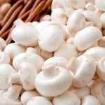 Mushroom Windowsill Kit – White Button