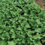 Leaf Salad (Organic) Seeds – Mustard Green Wave