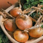 Onion Seeds – Senshyu Semi-Globe Yellow