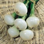 Onion Seeds – Paris Silverskin