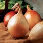Onion Seeds – Ailsa Craig