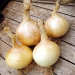 Onion Seeds – Globo