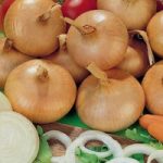 Onion Sets – Stuttgarter