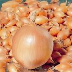 Onion (Autumn) Troy Organic