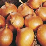 Onion Sets – Autumn Champion