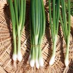 Onion (Salad) Seeds – White Lisbon – Winter Hardy Seeds