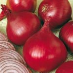 Onion Sets – Red Baron