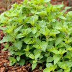 Herb Plant – Oregano Hot & Spicy