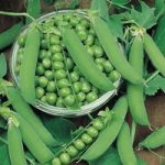 Pea Plants – Ambassador