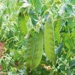 Pea Mangetout Seeds – Sweet Horizon