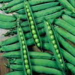 Pea Seeds – Hurst Greenshaft