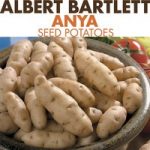Seed Potatoes – Anya