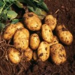Seed Potatoes – Nicola 1kg (Late)