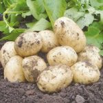Seed Potatoes – Swift 1kg