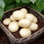 Seed Potatoes – Casablanca 1kg