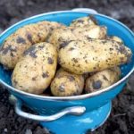 Seed Potatoes – Charlotte