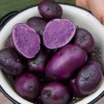 Seed Potatoes – Purple Majesty 1kg