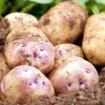 Seed Potatoes – Kestrel