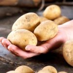 Seed Potatoes – Maris Peer 1kg (Late)