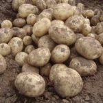 Seed Potatoes – Gemson 1kg