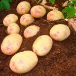 Seed Potatoes – Vales Sovereign
