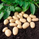 Seed Potatoes – Jazzy 1kg