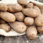 Seed Potatoes – Golden Wonder 1kg