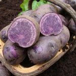 Seed Potatoes – Salad Blue (Early Maincrop)