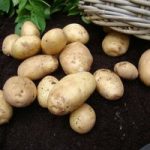Seed Potatoes – Home Guard (First Early)