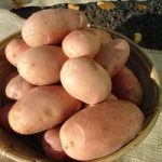 Seed Potatoes – Stemster (Maincrop)