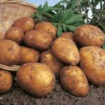 Seed Potatoes – Rocket 1kg