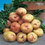Seed Potatoes – King Edward