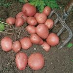 Seed Potatoes – Red Duke of York