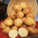 Seed Potatoes – Cara 1kg