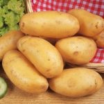 Seed Potatoes – Nicola 1kg