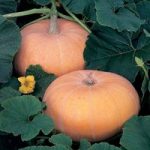 Pumpkin Seeds – Hundredweight