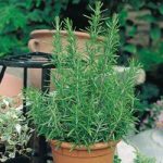 Herb Plant – Rosemary