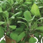 Herb Plant – Sage Growers Friend