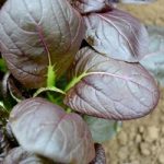 Spinach Seeds – F1 Comred