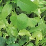 Leaf Salad Seeds – French Mix
